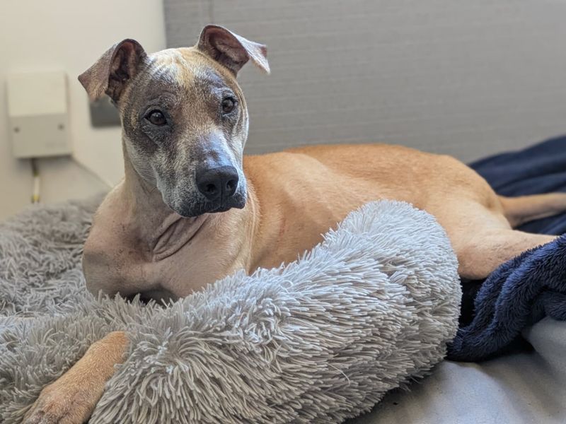 undefined | Lurcher | undefined - 1