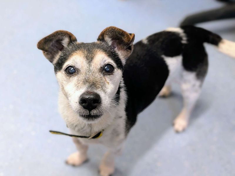 Jack Russell Terrier for adoption in Cardiff, Glamorgan – 14 years old