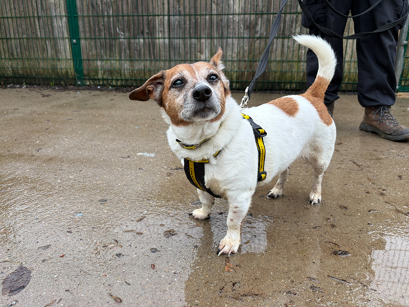 Jack Russell Terrier for adoption in Wymeswold, Leicestershire – 12 years old