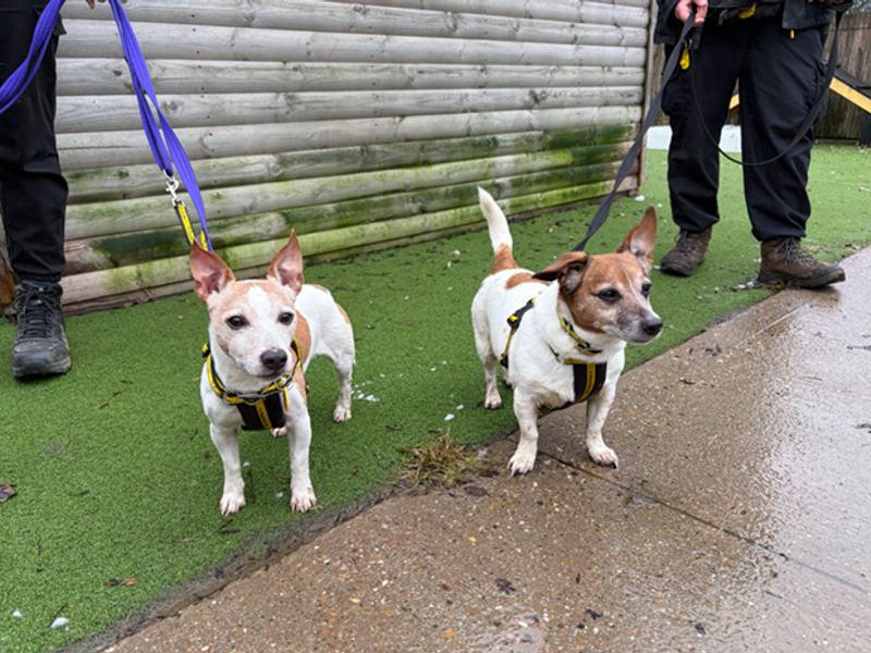 Jack Russell Terrier for adoption in Wymeswold, Leicestershire – 11 years old - Image 2 of 2