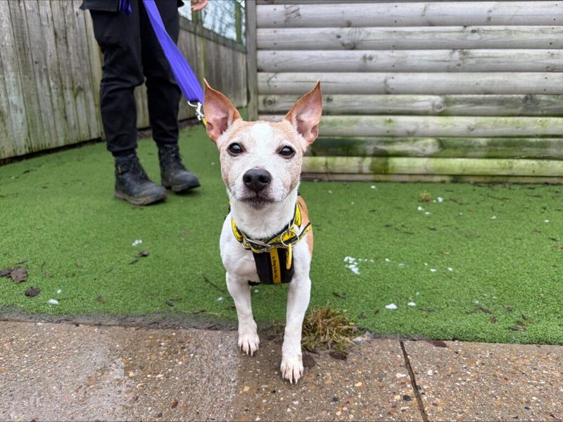 Jack Russell Terrier Dogs And Puppies For Adoption