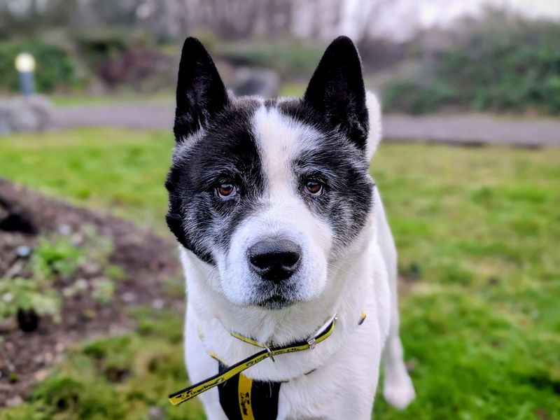 Quartz, a 8 years old female Akita available for adoption from Dogs Trust in Splott, Wales