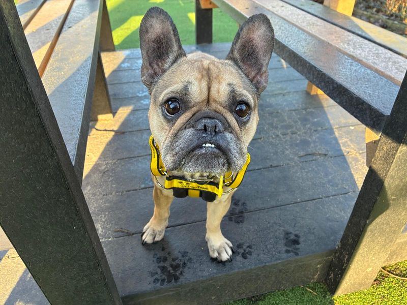 Nala | French Bulldog | Glasgow - 1