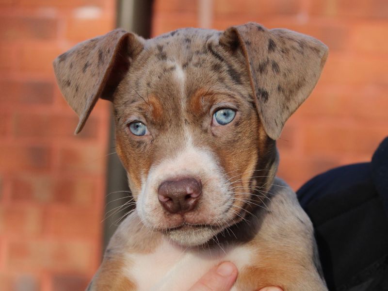 American Bulldog for adoption in Liverpool, Merseyside – 9 weeks old