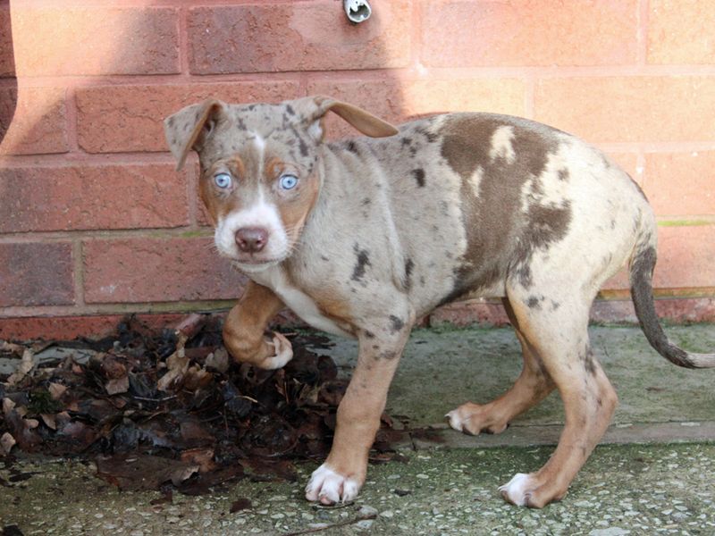 American Bulldog for adoption in Liverpool, Merseyside – 9 weeks old - Image 2 of 3