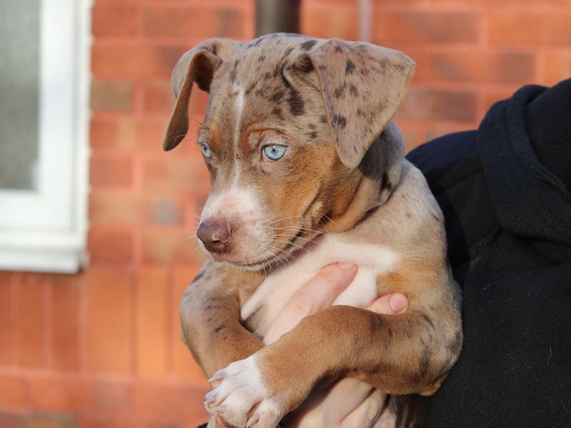 American Bulldog for adoption in Liverpool, Merseyside – 9 weeks old - Image 3 of 3