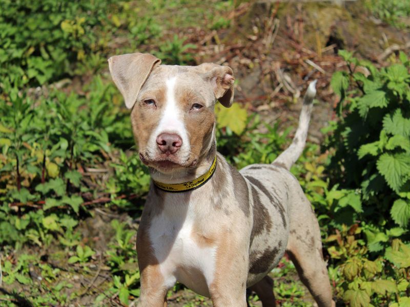 Bridget - Image 2 of 3