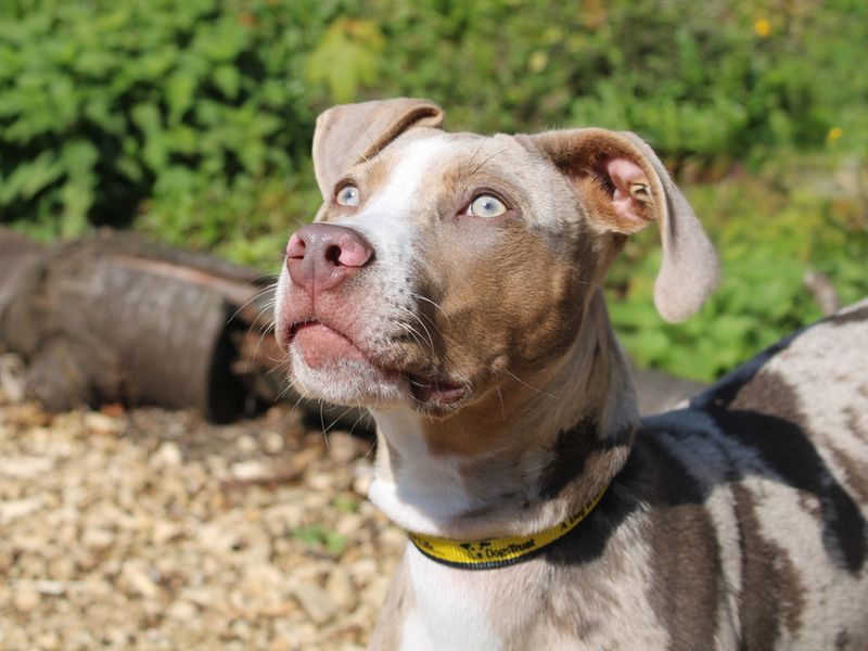 Bridget | American Bulldog Cross | Merseyside (Liverpool) - 1