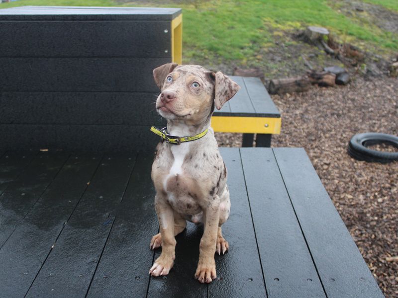 American Bulldog for adoption in Liverpool, Merseyside – 3 months old