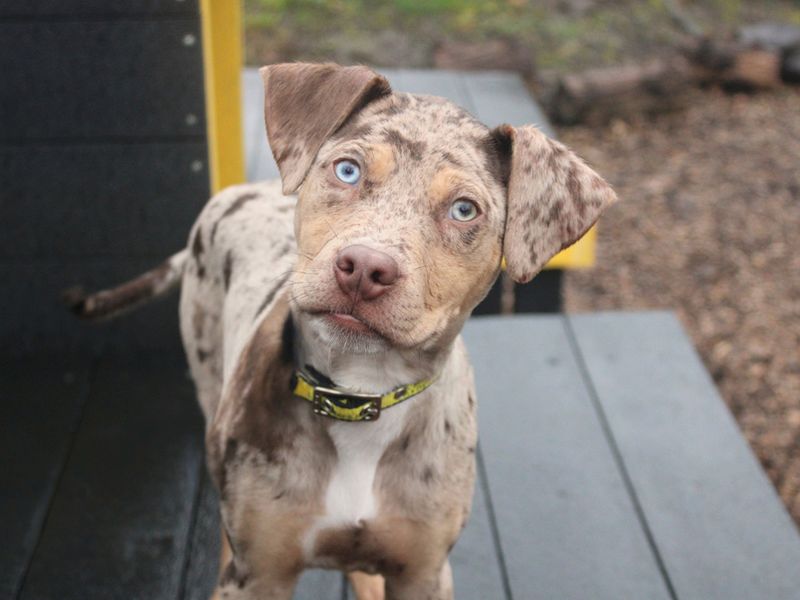 Dusty, a Unknown old male American Bulldog available for adoption from Dogs Trust in Liverpool, Merseyside