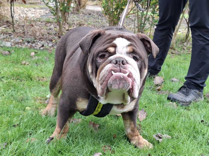 English Bulldog for adoption in Ilfracombe, Devon – 1 year old - Image 5 of 5