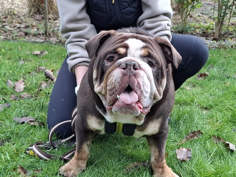 English Bulldog for adoption in Ilfracombe, Devon – 1 year old - Image 3 of 5