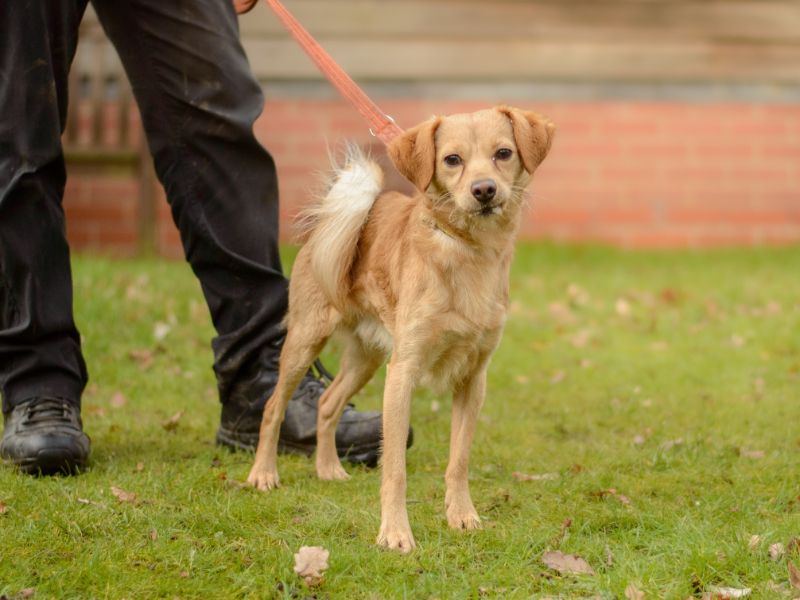 Spritz | Pomeranian Cross | Kenilworth (West Midlands) - 3