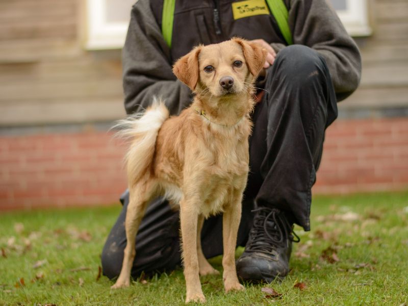 Spritz | Pomeranian Cross | Kenilworth (West Midlands) - 2
