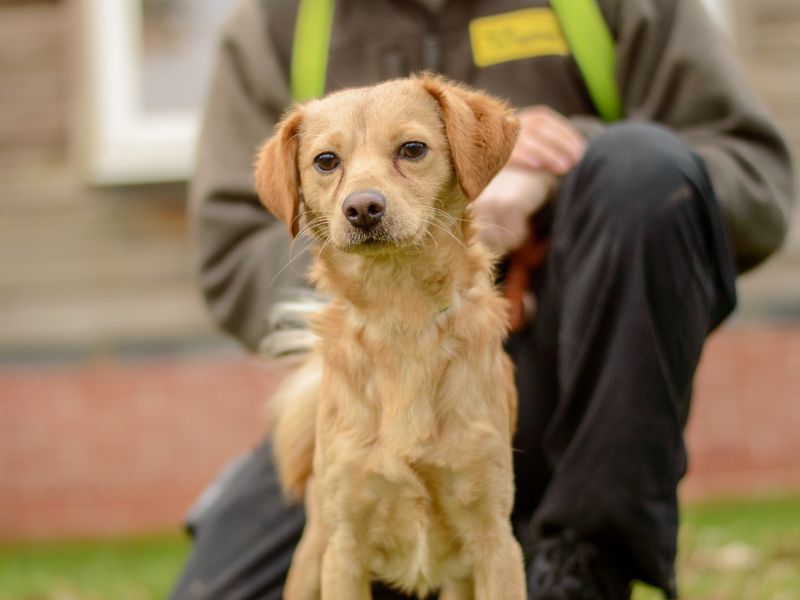 Spritz, a 11 months old male Pomeranian available for adoption from Dogs Trust in Kenilworth, Warwickshire