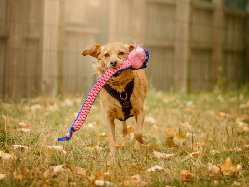 Spritz | Pomeranian Cross | Kenilworth (West Midlands) - 6