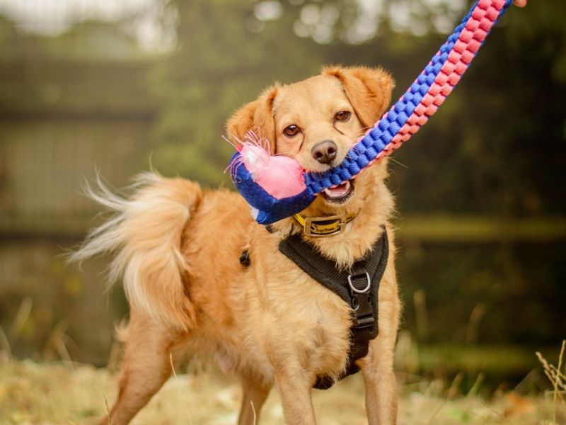 Spritz | Pomeranian Cross | Kenilworth (West Midlands) - 1