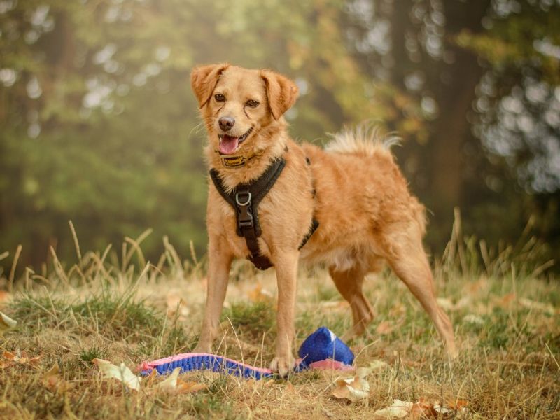 Spritz | Pomeranian Cross | Kenilworth (West Midlands) - 2