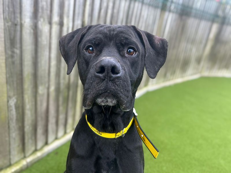 Rolo | Crossbreed | Basildon (Essex) - 3