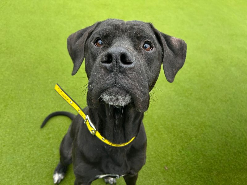 Rambo, a 6 years old male Unknown available for adoption from Dogs Trust in Basildon, Essex