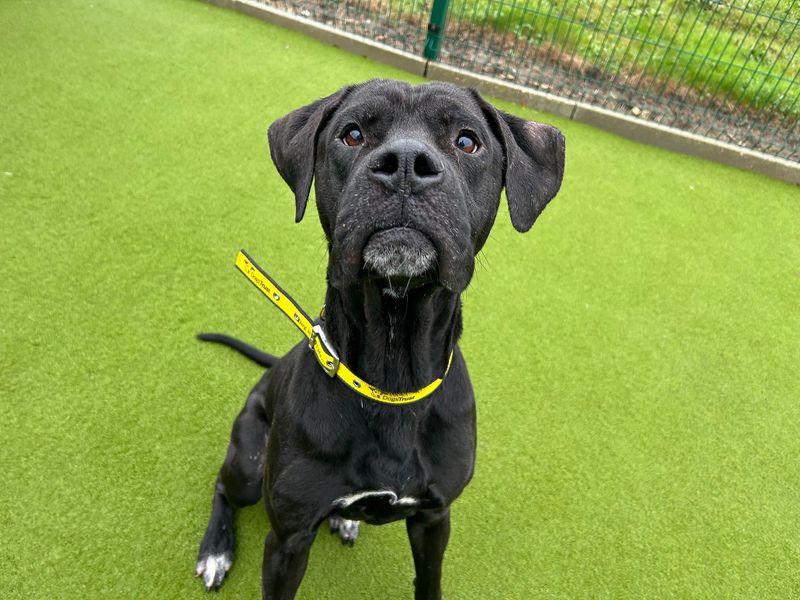 Rolo | Crossbreed | Basildon (Essex) - 2