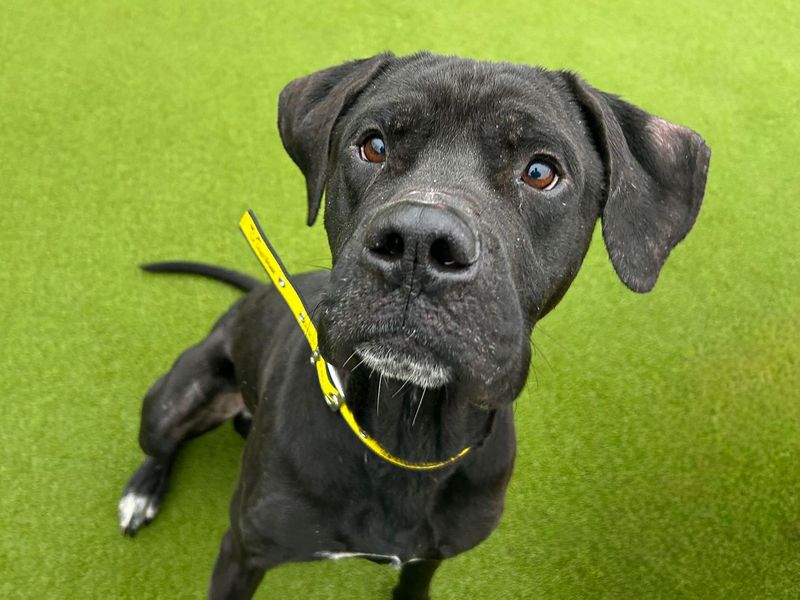 Rolo | Crossbreed | Basildon (Essex) - 4
