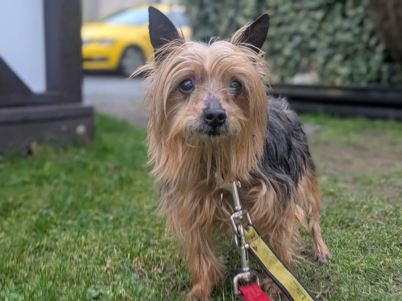 Bonnie - Image 3 of 3