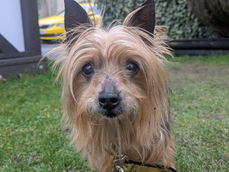 Bonnie - Image 2 of 3