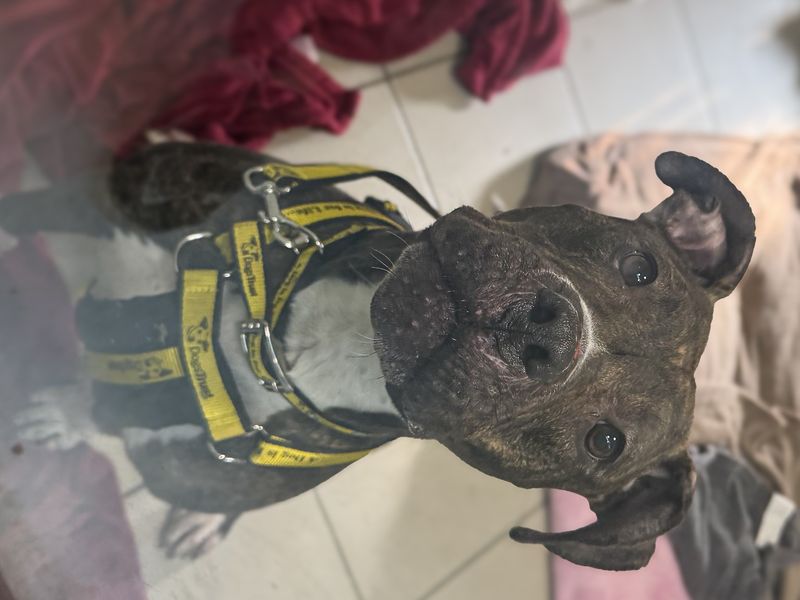 Bambi, a 4 years old female Unknown available for adoption from Dogs Trust in Basildon, Essex
