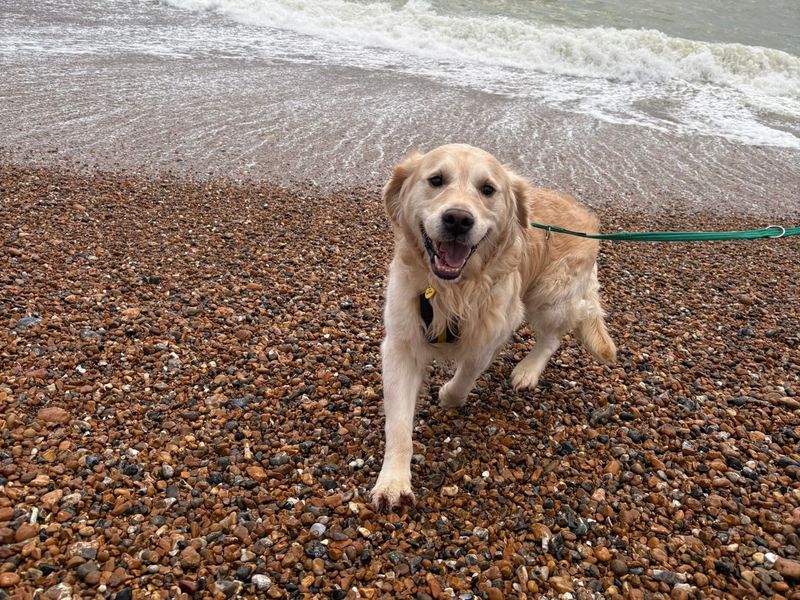 Golden Retriever Dogs And Puppies For Adoption