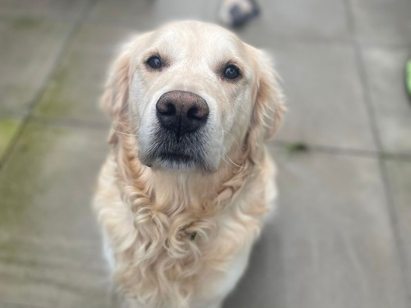 Benson - Image 5 of 5