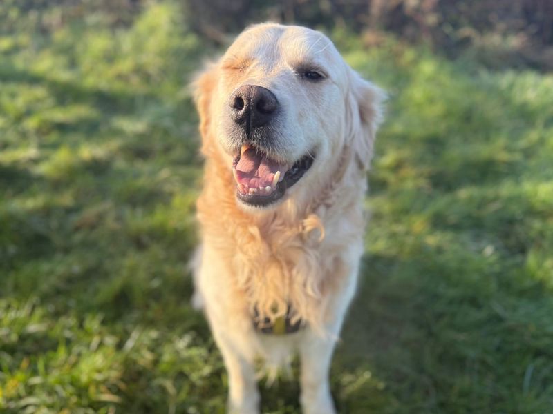 Benson - Image 4 of 5