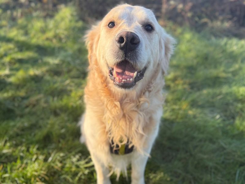 Benson - Image 2 of 5