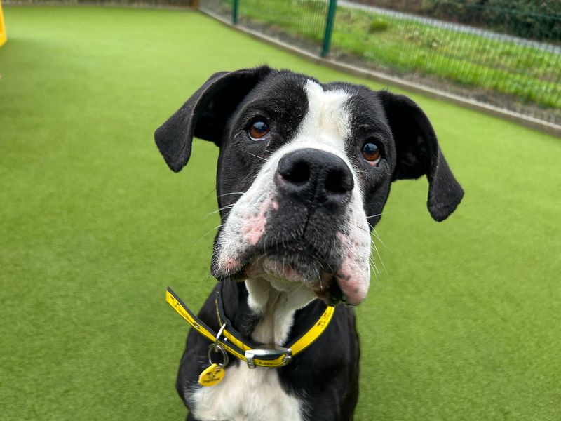 Candi, a 6 years old female Unknown available for adoption from Dogs Trust in Basildon, Essex