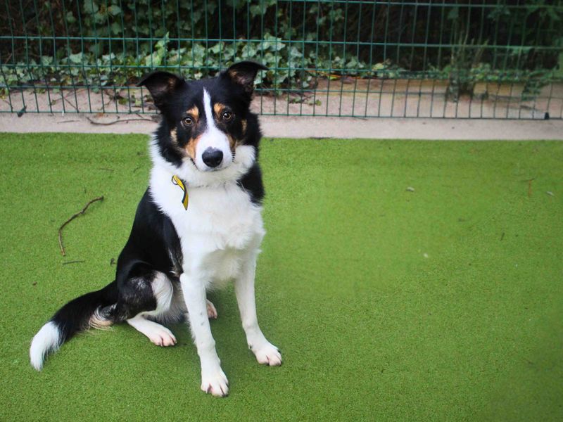 Morgan - Image 4 of 6