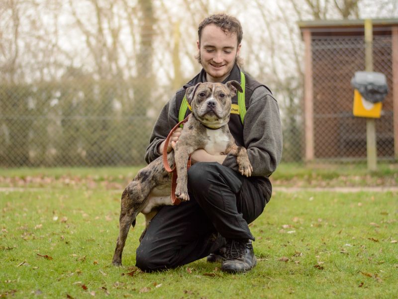 Raff, a 2 years old male Staffordshire Bull Terrier available for adoption from Dogs Trust in Kenilworth, Warwickshire