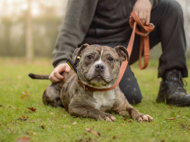 Rafferty - Image 4 of 4