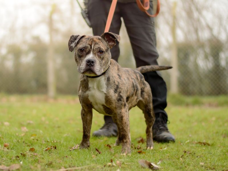 Rafferty - Image 2 of 4