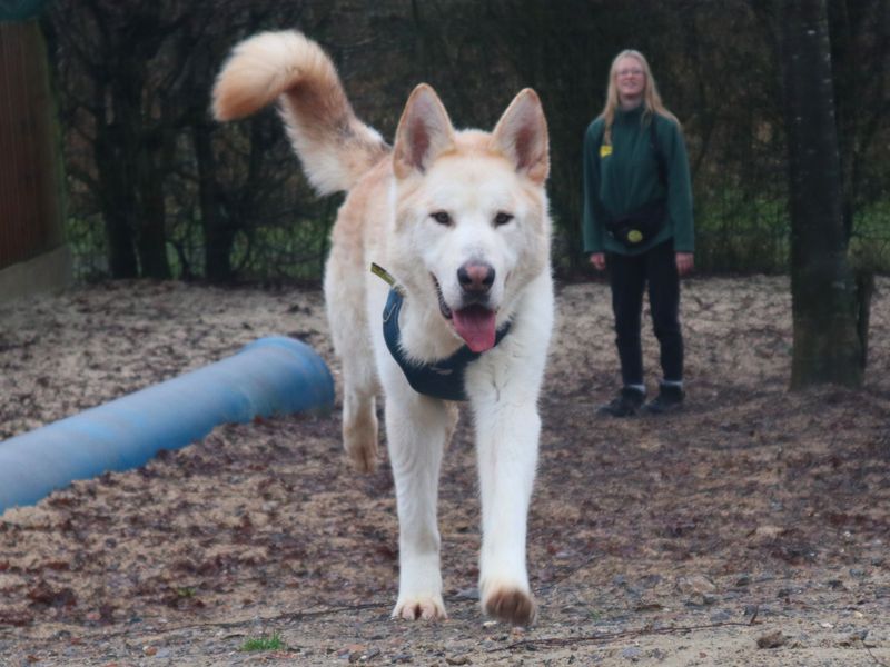 Siberian Husky for adoption in Uxbridge, London – 3 years old - Image 2 of 5