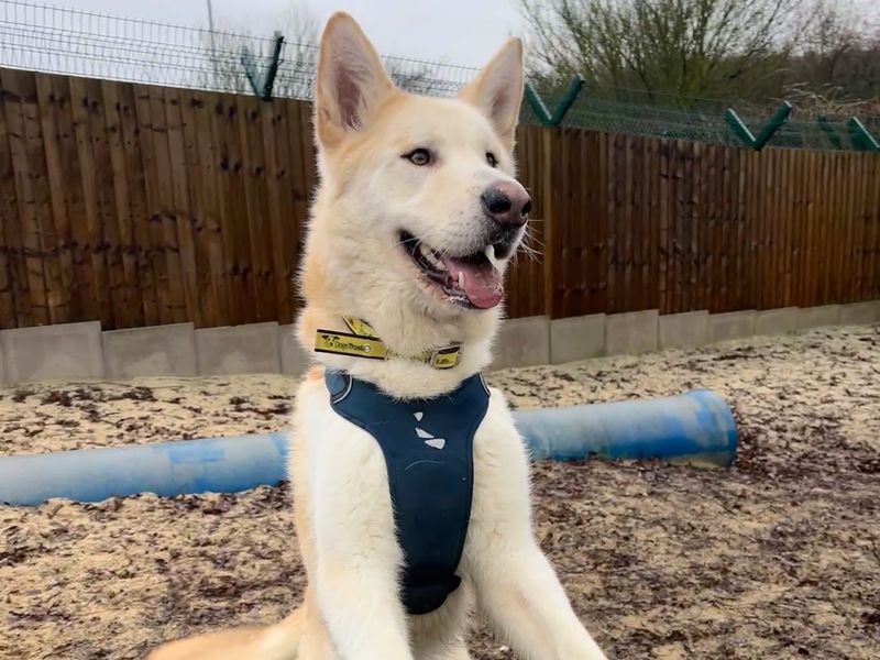 Siberian Husky Dogs And Puppies For Adoption