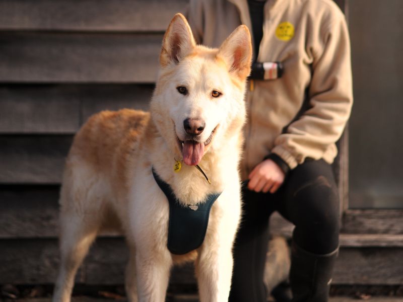 Siberian Husky for adoption in Uxbridge, London – 3 years old - Image 3 of 5