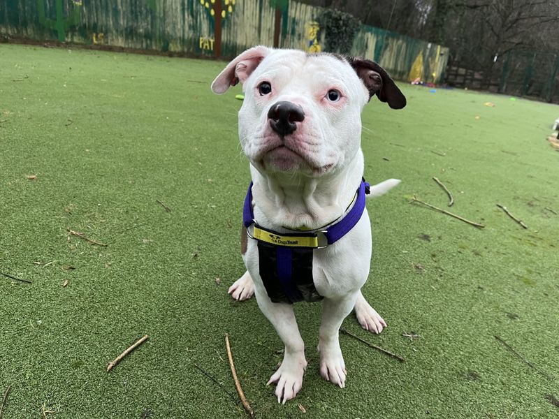 Staffordshire Bull Terrier for adoption in Ilfracombe, Devon – 1 year old - Image 2 of 5