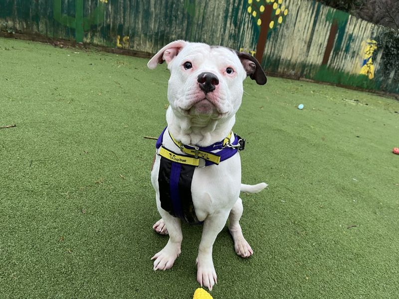 Staffordshire Bull Terrier for adoption in Ilfracombe, Devon – 1 year old - Image 3 of 5