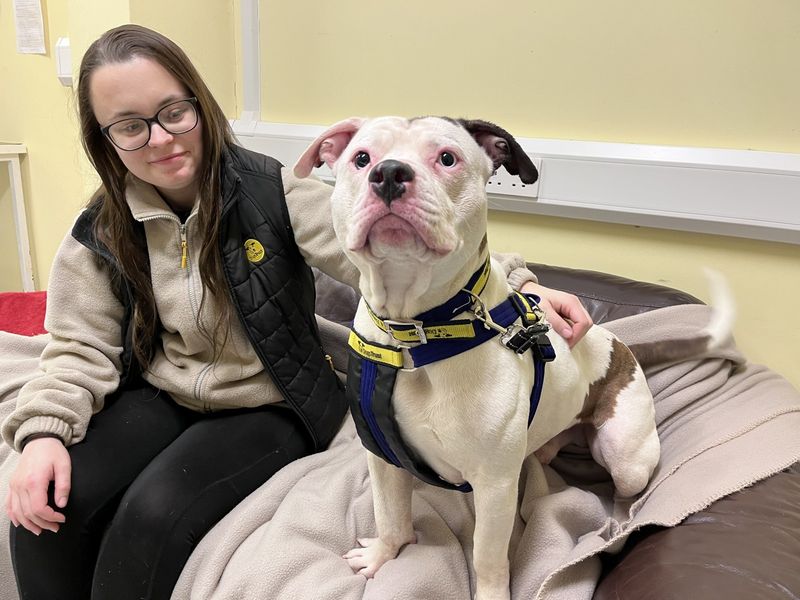 Staffordshire Bull Terrier for adoption in Ilfracombe, Devon – 1 year old - Image 5 of 5