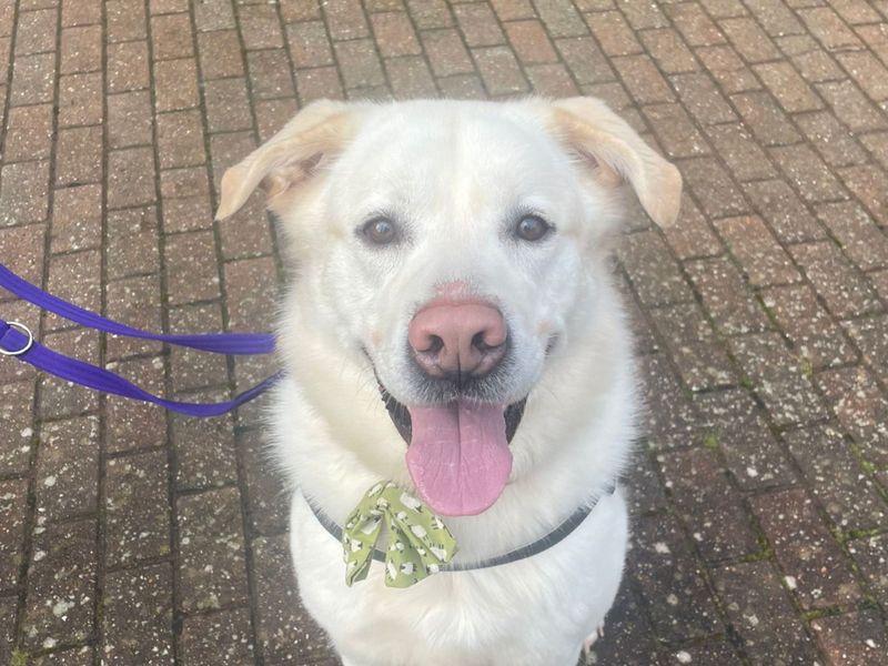 Siberian Husky for adoption in Newbury, Berkshire – 4 years old - Image 2 of 4