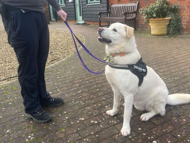 Siberian Husky for adoption in Newbury, Berks – 4 years old