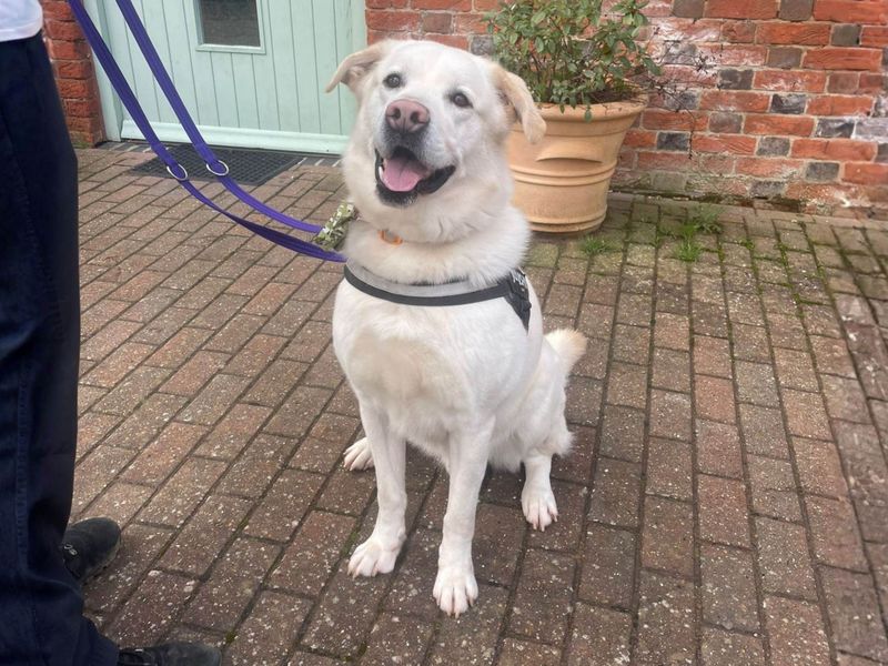 Siberian Husky for adoption in Newbury, Berkshire – 4 years old - Image 3 of 4