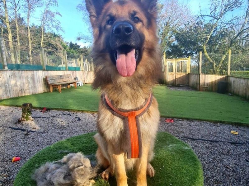 Cass, a 4 years old male German Shepherd available for adoption from Dogs Trust in Splott, Wales
