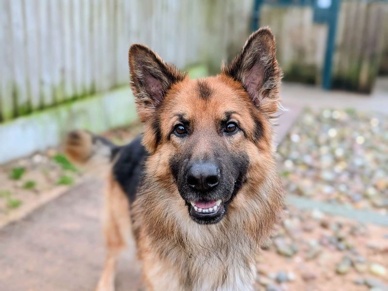 German Shepherd for adoption in Cardiff – 2 years old - Image 5 of 5