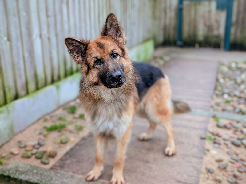 German Shepherd for adoption in Cardiff – 2 years old - Image 2 of 5